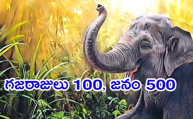 Elephant.jpg