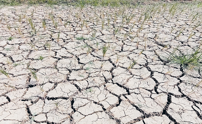 dry.jpg