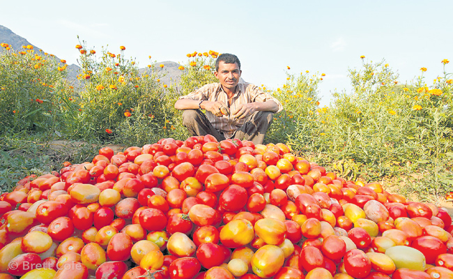 Tomato-Farmer_Full.jpg