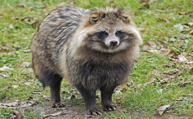 RACCOON-KUKKALU.jpg
