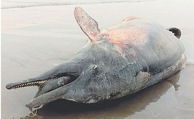 dolphin.jpg