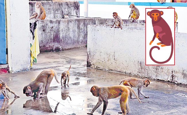 monkey.jpg