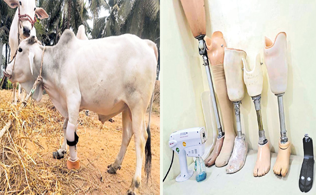 cow.jpg