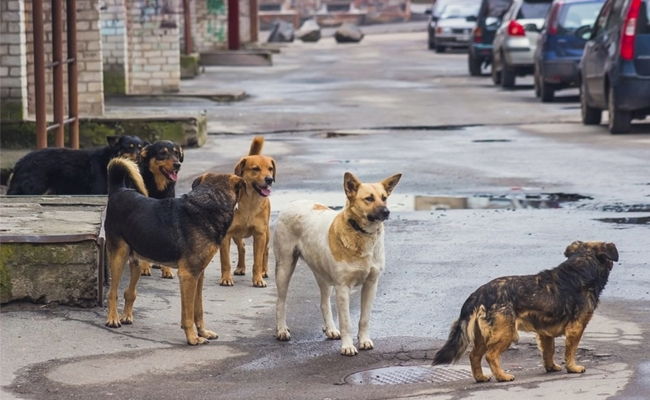 dogs.jpg