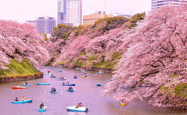 Cherry-Blossom.jpg