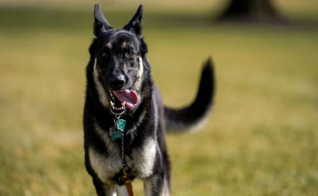 dog_0.jpg