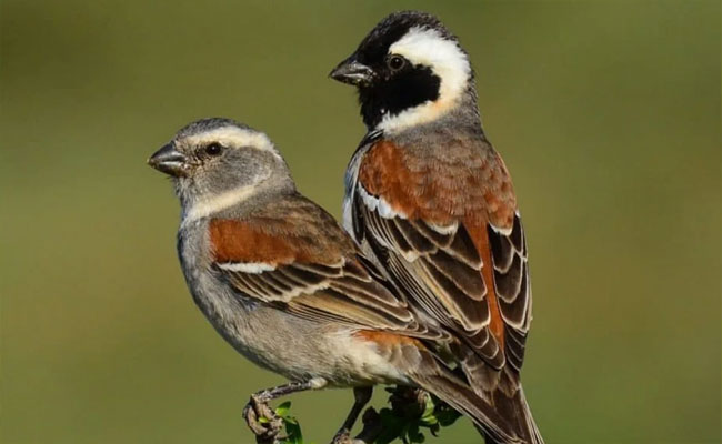 sparrow2.jpg