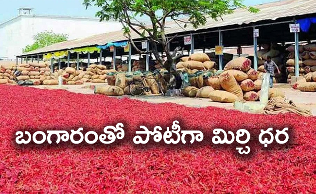 Kurnool-Mirchi.jpg