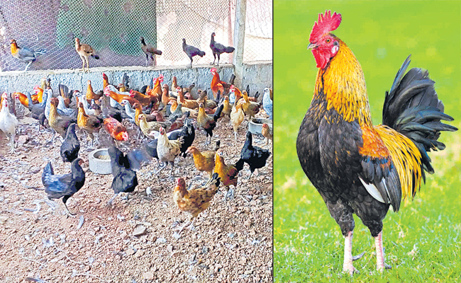 country-chiken.jpg