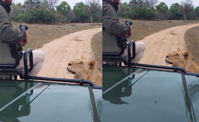 lion.jpg