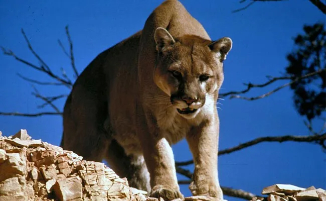 tiger.jpg