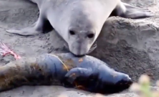 Elephant_Seal_Viral_Video.jpg