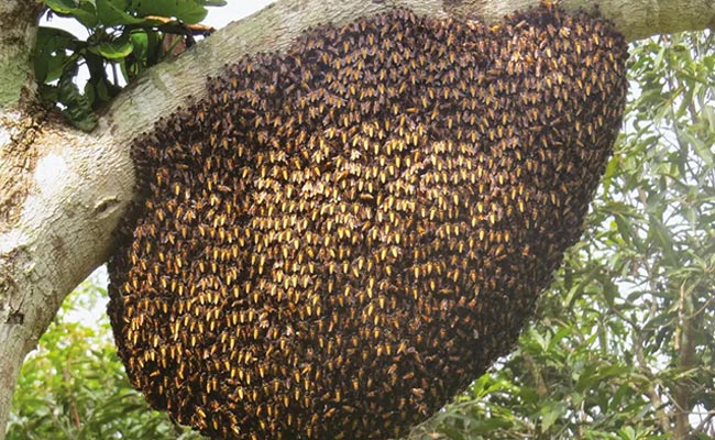 Bees-Attacked-On-Elderly-Co.jpg