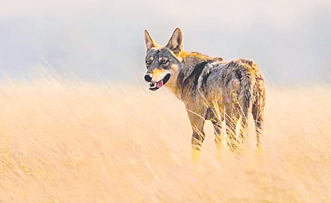 wolf.jpg