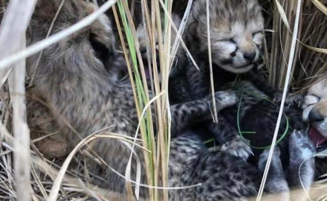 cheetah.jpg