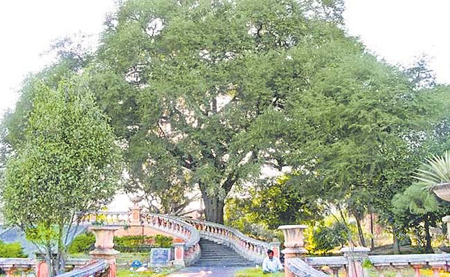 tree.jpg