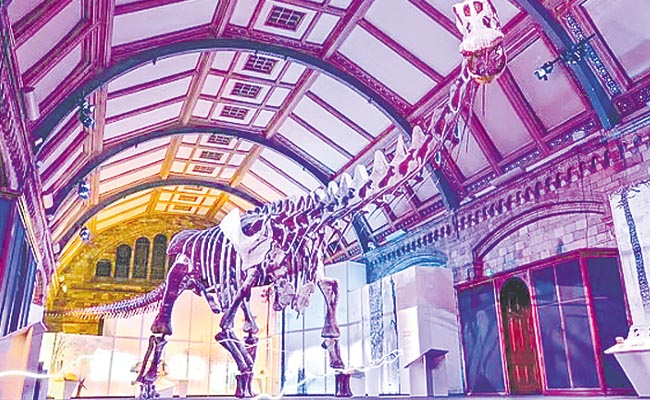 dino.jpg