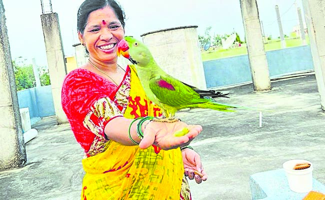 parot.jpg
