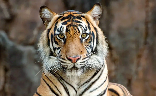 Tiger.jpg