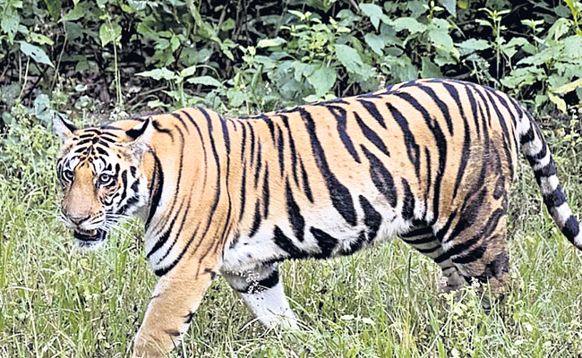 Tiger5.jpg