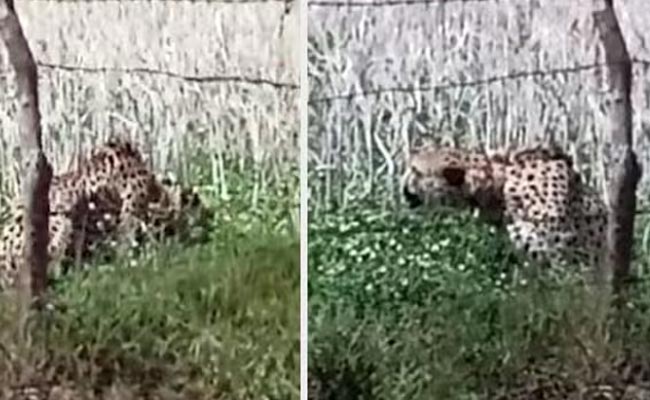 cheetah.jpg