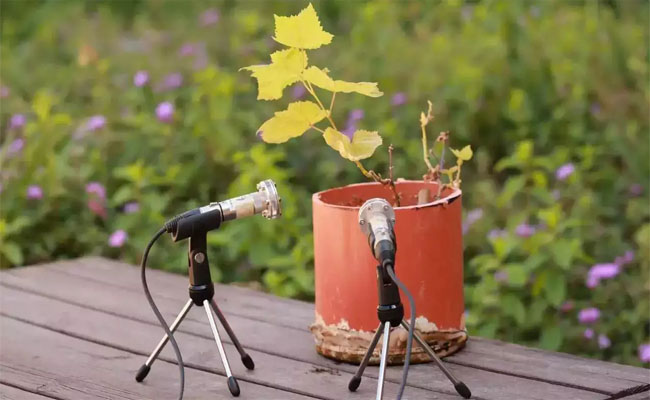 plant.jpg