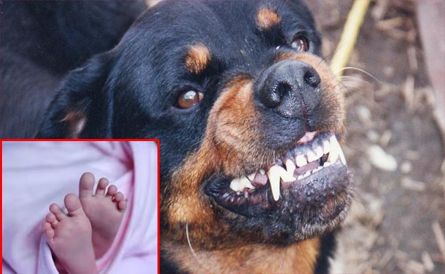 Dog-Bite.jpg