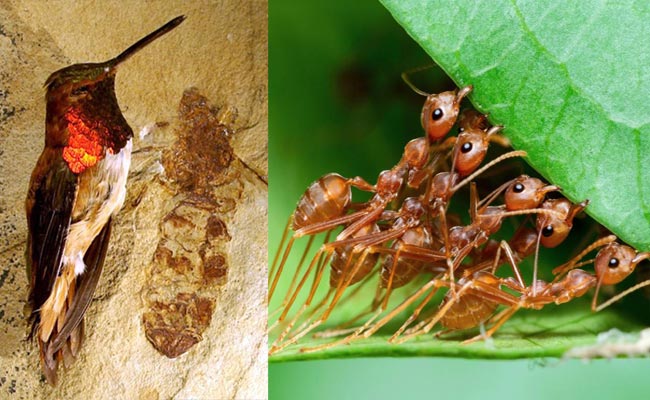 gaint-Ant.jpg