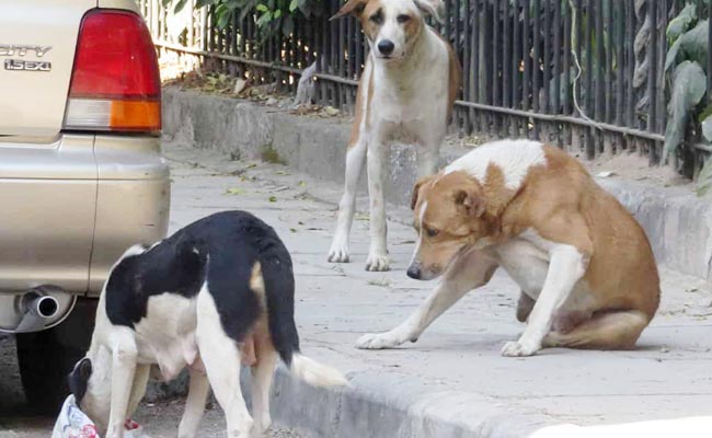 Street_Dog_Deputy_Collector.jpg