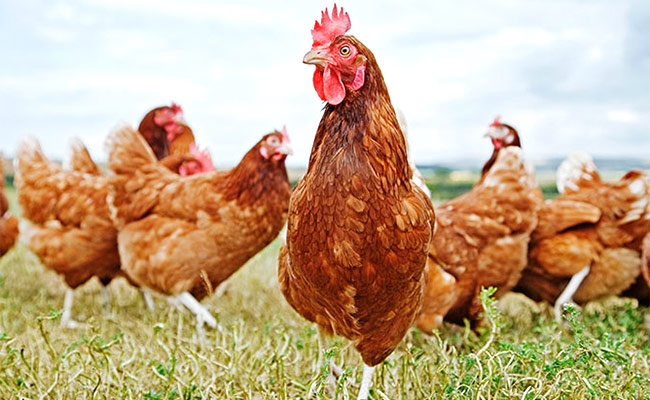 Chickens.jpg