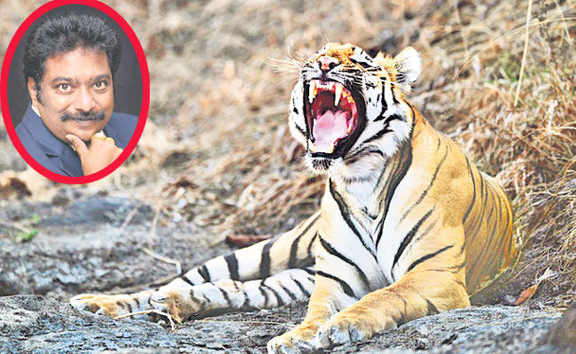 tiger.jpg