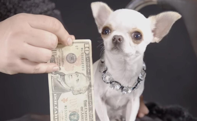 shorest-dog.jpg