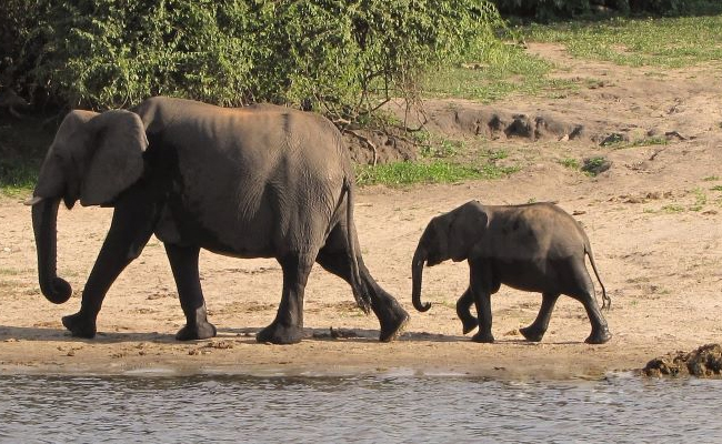 Baby_Elephant_Crocodole_Vid.jpg