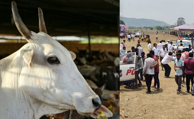 Chimalapadu_Cows.jpg