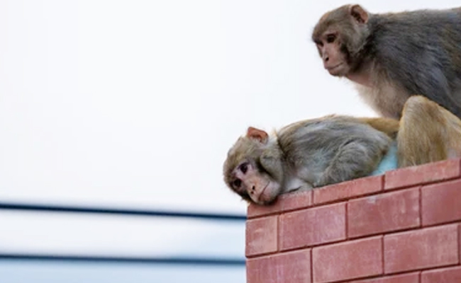 Nandyal_Monkey_Fight.jpg