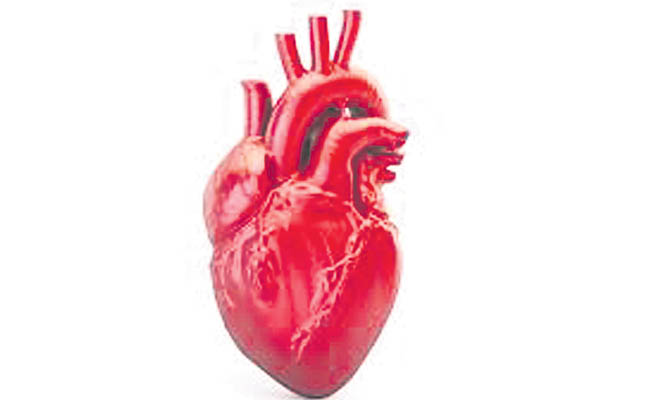 heart.jpg