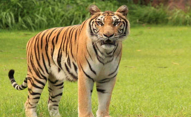 Tiger.jpg