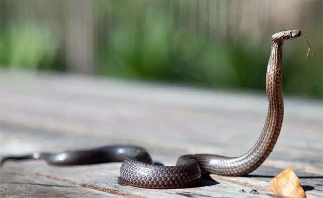 snake5.jpg