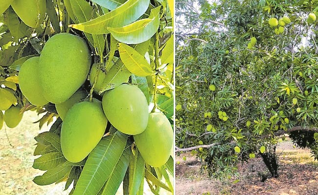 Banginapalli-Mangoes-Are-Cr.jpg