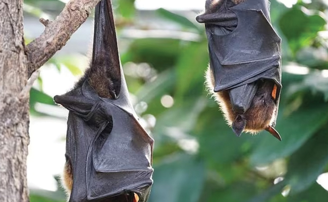 bats-heat-stroke-odisha.jpg