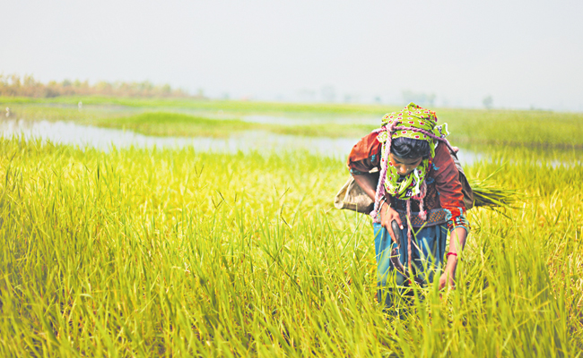 women-agriculture.jpg