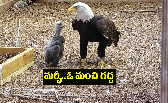 Eagle_Parenting.jpeg