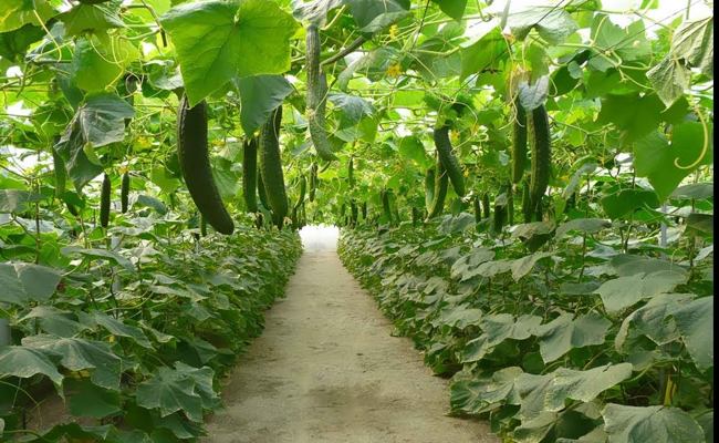 organing_20farming.jpg