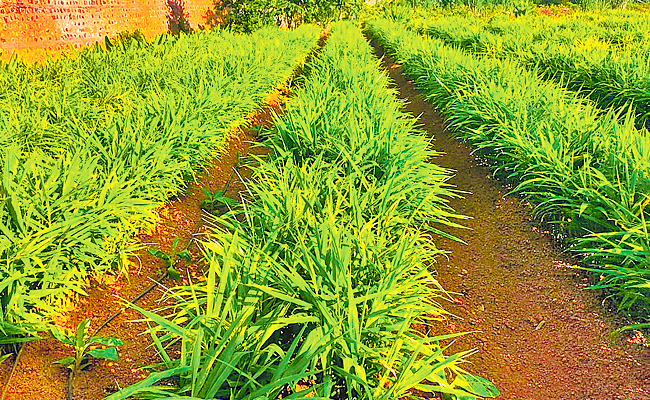 Grass.jpg