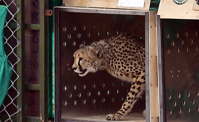 Cheetah_Kuno_Dies.jpg
