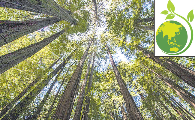 forest.jpg
