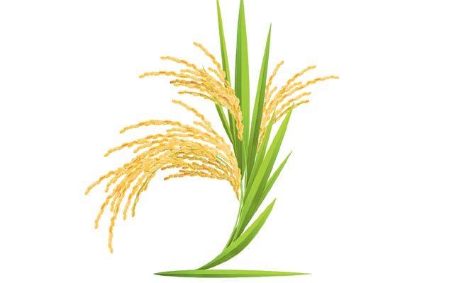 rice.jpg