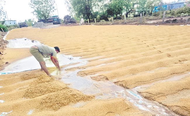 Crop_20Harvested_20By_20Untimely_20Rain_20In_20Telangana_01.jpg