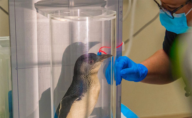 peguin.jpg