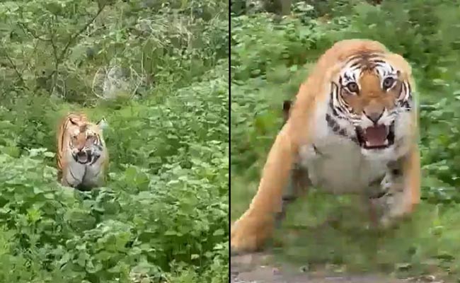 Tiger.jpg